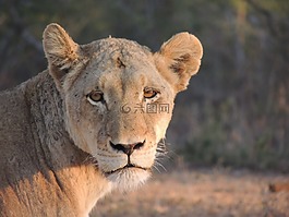 母獅,野生動物園,動物世界