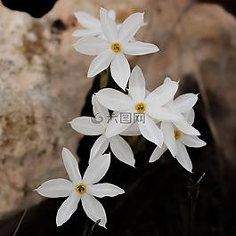 百合花,鲜花,开花