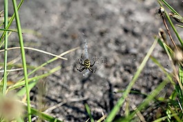 蜘蛛,黑黃色,網(wǎng)絡(luò)