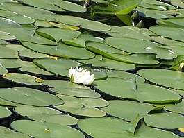 禮來公司,自然,花