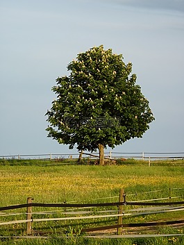 板栗,開(kāi)花,盛開(kāi)