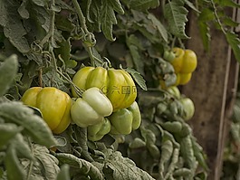 蔬菜,園丁,菜園