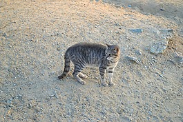 貓,流浪貓,動物