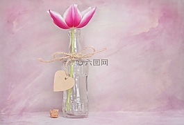 郁金香,花,開(kāi)花