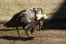 鷸好斗,philomachus的過程中向pugnax family office,charadriiformes