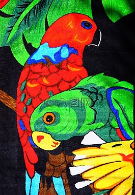 懶猴,鳥類,鸚鵡