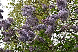 鮮花,樹,公園