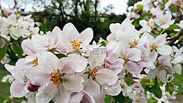 鮮花,蘋(píng)果,樹(shù)