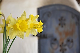 喇叭花,黃色,綠色