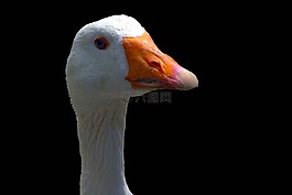 鵝,鳥,條例草案
