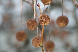 廠,芽,科