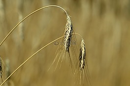 大麥,谷物,穗
