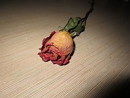 玫瑰,鮮花,干