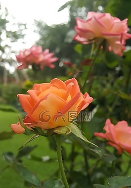 玫瑰,津巴布韋,花園
