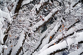 雪,樹,冬天