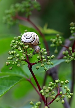 蝸牛,殼,牛角