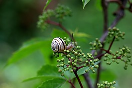 蝸牛,殼,牛角