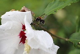 赫梅爾,開(kāi)花,花粉