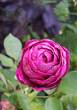 玫瑰,芽,植物