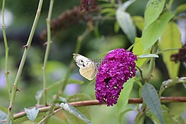 蝴蝶,開花,探頭