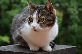 貓,寵物,年輕的貓