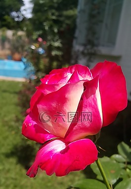 雙重喜悅,花,玫瑰