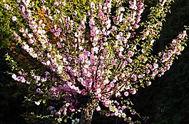 杏仁花,觀賞灌木,花園