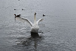 鳥,公園,他們