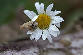 蝸牛,瑪格麗塔,花瓣
