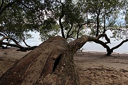 樹,海灘,易北河