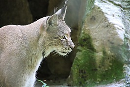猞猁,動物,野貓