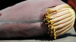 香蕉,花,科帕尔