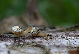 蝸牛,對,殼