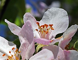 蘋(píng)果花,宏,關(guān)閉