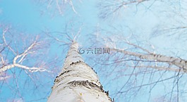 birch,冬季,白色