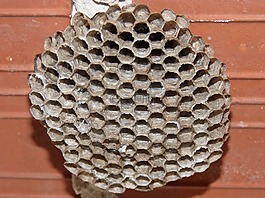 黃蜂'巢,六角,黃蜂