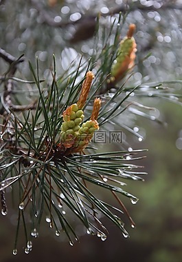 松,雨,樹