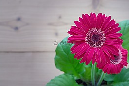 非洲菊,粉紅色,花