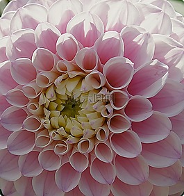 鮮花,大麗花,花花園