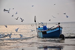 漁船,海鷗,海