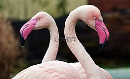 火烈鳥,粉色,鳥