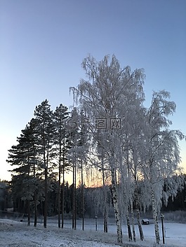 冬天,樹,景觀