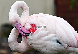 火烈鳥,鳥,粉色