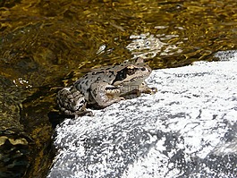 青蛙,兩棲動物,赫拉爾多 ·