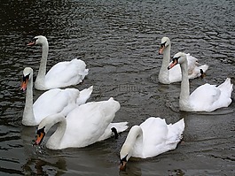 天鵝,鳥,河