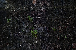 磚墻,藻類,墻