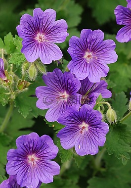 天竺葵,cranesbill,花