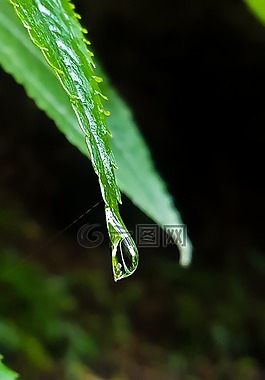 葉,性質(zhì),植物