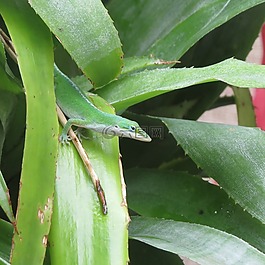 爬行動物,蜥蜴,綠色