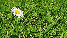 雛菊,鵝花,春天
